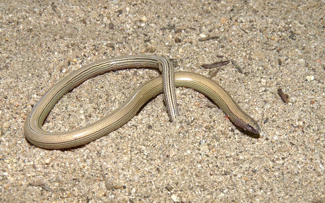 A Rare Legless Lizard Could Stop Oil Drilling In Its Tracks Sierra Club